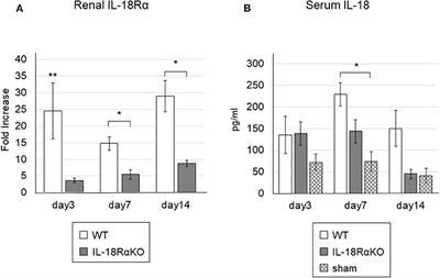 Foxp3-Positive Regulatory T Cells Contribute to Antifibrotic Effects in Renal Fibrosis via an Interleukin-18 Receptor Signaling Pathway